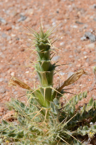 Acanthopsis scullyi