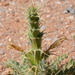 Acanthopsis scullyi - Photo (c) Warren McCleland, all rights reserved, uploaded by Warren McCleland