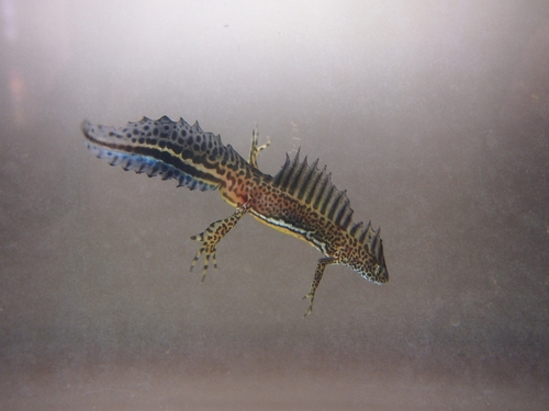Ommatotriton ophryticus (Berthold, 1846)