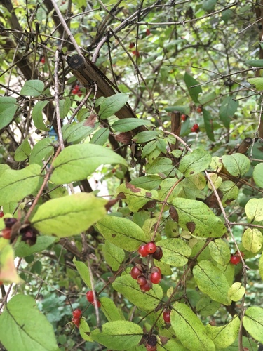 Lonicera ferdinandi