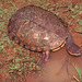 Acanthochelys pallidipectoris - Photo (c) Paul Freed, όλα τα δικαιώματα διατηρούνται, uploaded by Paul Freed