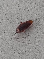 Periplaneta americana image