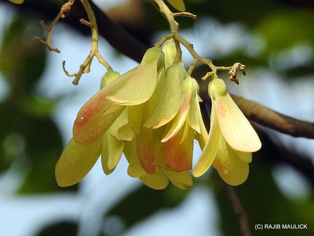sal (Shorea robusta) · iNaturalist