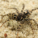 Sand Bear Spider - Photo (c) Henk Wallays, all rights reserved