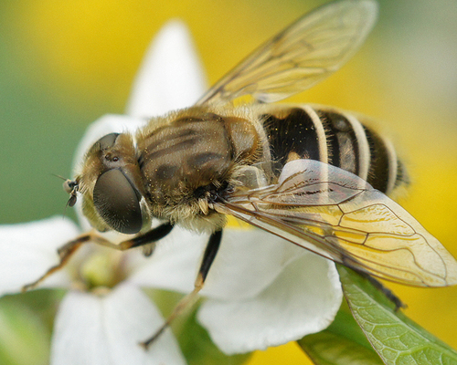 Eristalis abusivus Collin, 1931