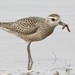Golden Plovers and Black-bellied Plover - Photo (c) samzhang, all rights reserved