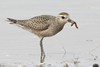 Golden Plovers and Grey Plover - Photo (c) samzhang, all rights reserved