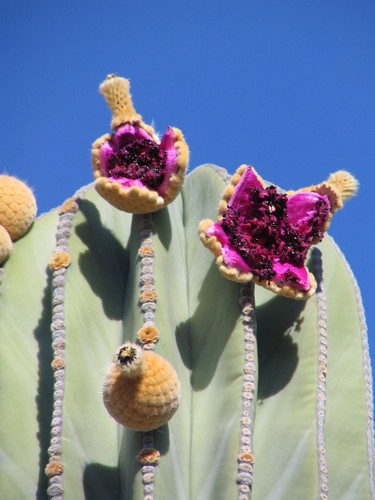 Mexican Giant Cactus