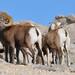 Sierra Nevada Bighorn Sheep - Photo (c) ardiner, all rights reserved, uploaded by ardiner