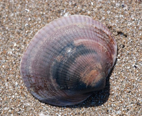 Glycymeris nummaria (Linnaeus, 1758)