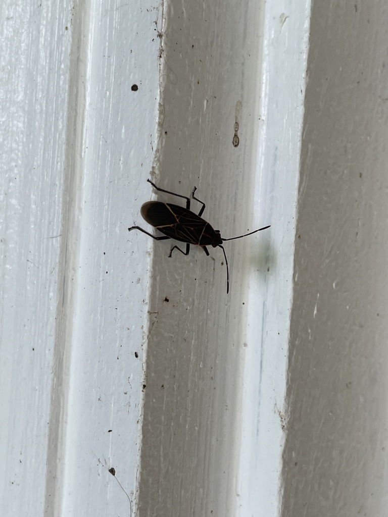 Western Boxelder Bug from Graf Rd, Centralia, WA, US on October 16 ...