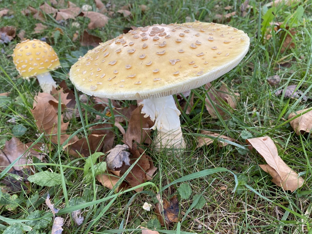 Amanita muscaria<br>19 October, 2024