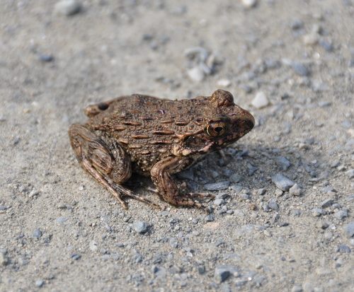 Wrinkled Frog