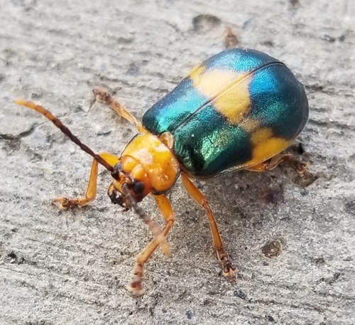 Larger Elm Leaf Beetle