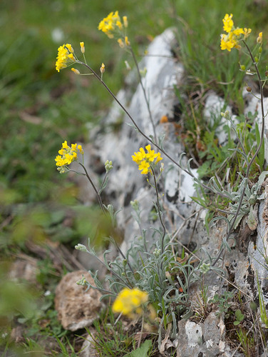 Aurinia sinuata