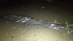 Rhinobothryum bovallii image