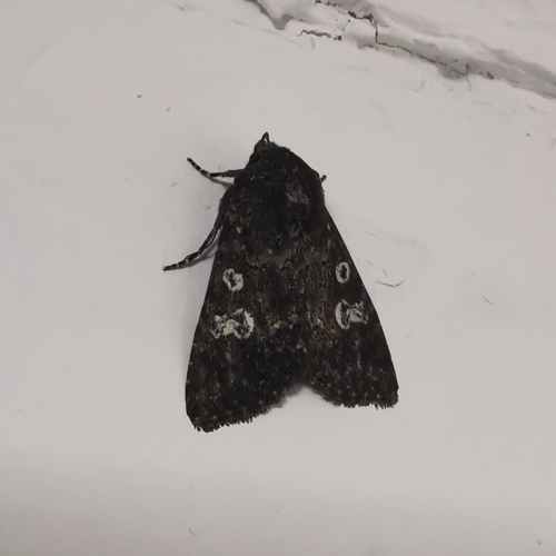 Genus Blepharoa · iNaturalist