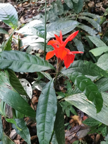 Aphelandra aurantiaca image