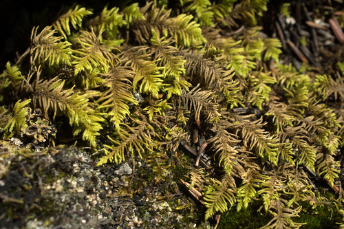 Abietinella abietina (Hedw.) M.Fleisch.