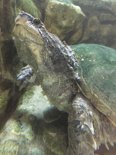 Central American Snapping Turtle