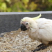 Circovirus parrot - Photo (c) Benjamin Lancer, kaikki oikeudet pidätetään, lähettänyt Benjamin Lancer