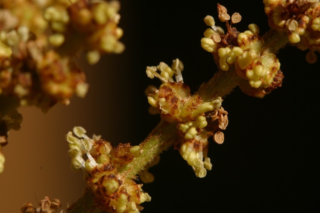 Sồi ba cạnh (Trigonobalanus verticillata)