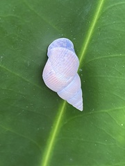 Image of Littoraria melanostoma