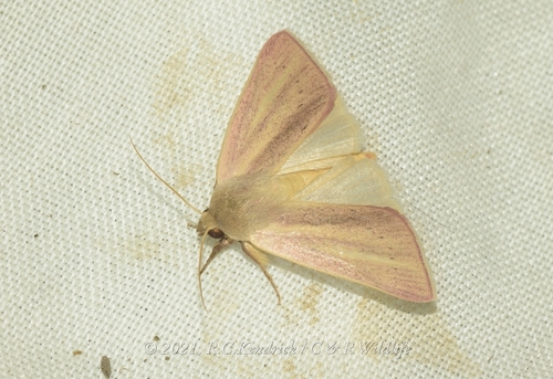 Timora irrorata · iNaturalist