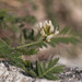 Astragalus pelecinus - Photo (c) Tig, todos los derechos reservados, subido por Tig