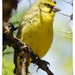 Yellow-fronted Canary - Photo (c) Santhosh Jayaram, all rights reserved, uploaded by Santhosh Jayaram