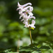 Corydalis cava cava - Photo (c) Tig, all rights reserved, uploaded by Tig