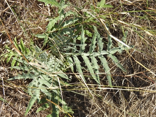 Avistamiento Alcaucil (alcachofa silvestre)