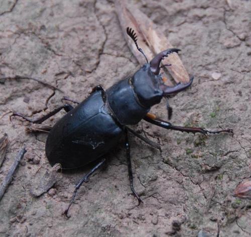 Lucanus ibericus