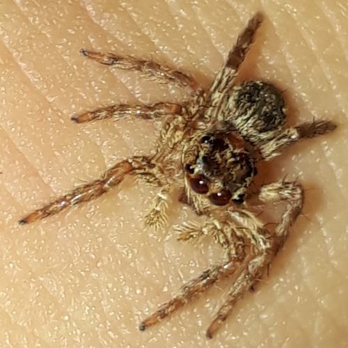 Pantropical Jumping Spider