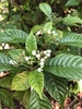 Shiny-leaved Wild Coffee - Photo (c) Sandra St. Hilaire, all rights reserved, uploaded by Sandra St. Hilaire