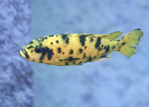 Genyochromis mento