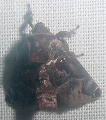 Image of Semyra coarctata