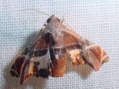 Image of Eutelia ablatrix