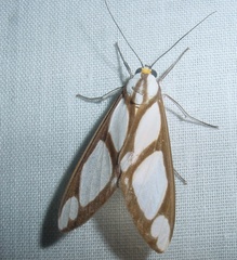 Image of Robinsonia deiopea