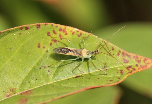 Zelus Renardii