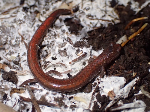 Southern California Slender Salamander