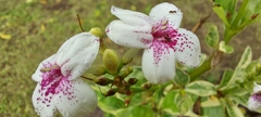 Pseuderanthemum carruthersii image