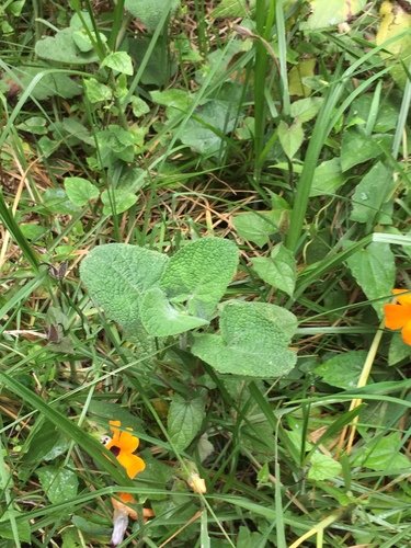 Salvia palifolia image