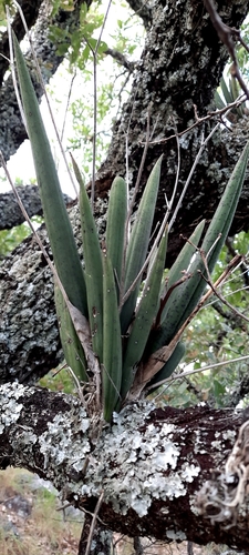 Short-Leaved Mule-Ear Orchid