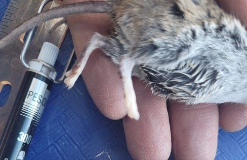 Northern White-ankled Deermouse (Peromyscus laceianus) — Data Deficient Mammalia