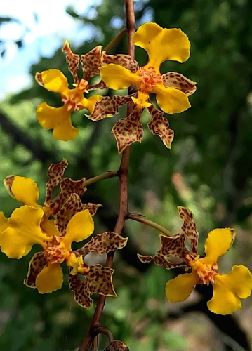 Short-Leaved Mule-Ear Orchid