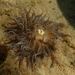 photo of Swimming Anemone (Boloceroides mcmurrichi)