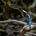 Javan Blue-banded Kingfisher - Photo (c) Patta Vangtal, all rights reserved, uploaded by Patta Vangtal