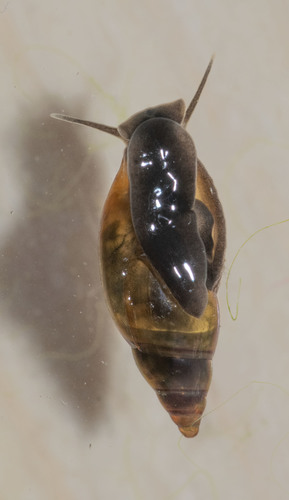 Moss Bladder-snail