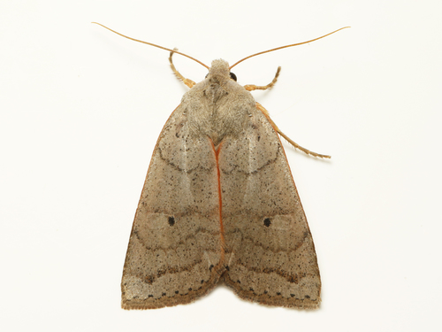 Rhonda's Sallow